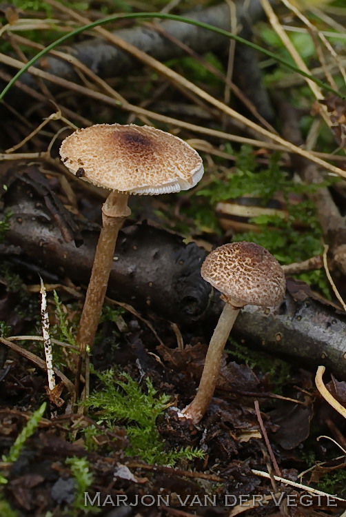 Valse lila parasolzwam - Lepiota pseudolilacea